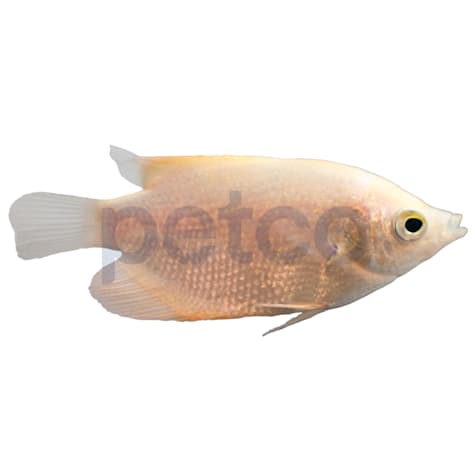 Giant White Gourami