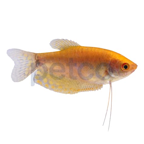 Gold Gourami