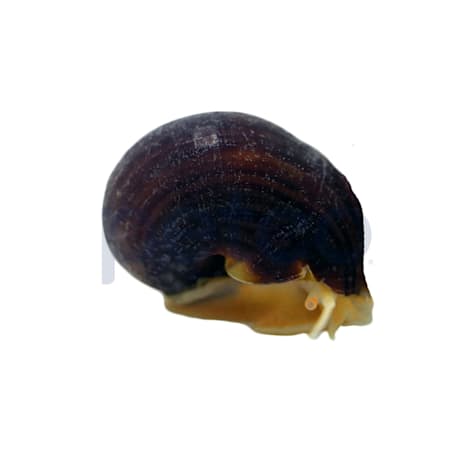 Albino Mystery Snail