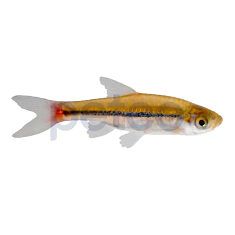 Brilliant Rasbora
