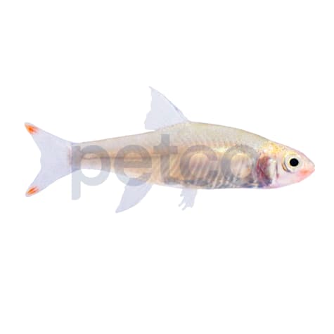 Asian Rummy Nose Rasbora
