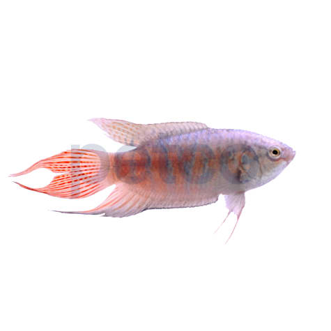 Blue Paradise Gourami