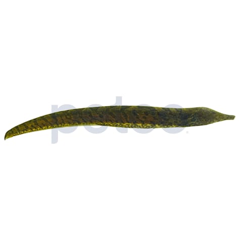 Ossa Knifefish