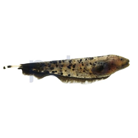 Golden Ghost Knifefish