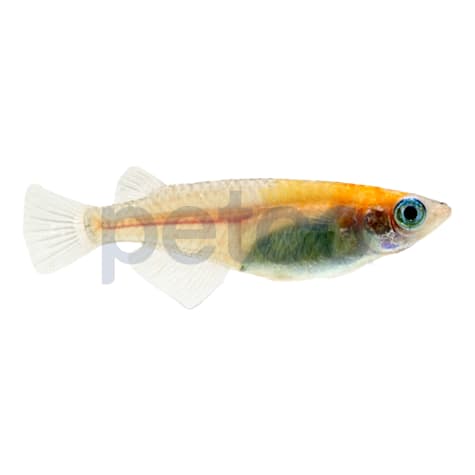Red-White Medaka Rice Fish