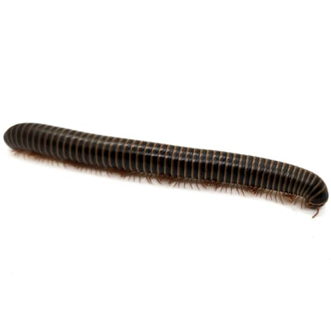 Giant Pink Foot Millipede 