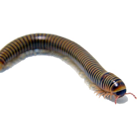 Giant Pink Foot Millipede 