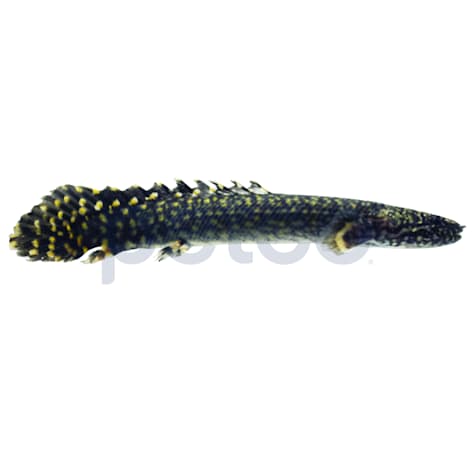 Ornate Bichir