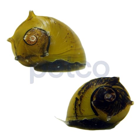 Yellow Horned Nerite Snail
