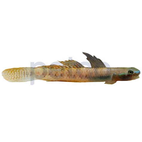 Rainbow Stiphodon Goby