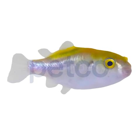 Bronze Pufferfish