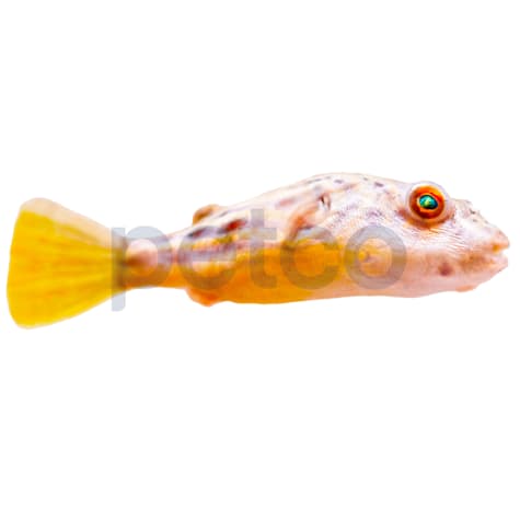 Fahaka Pufferfish