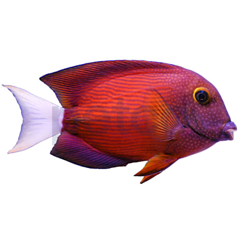 Yellow-Eye Whitetail Bristletooth Tang