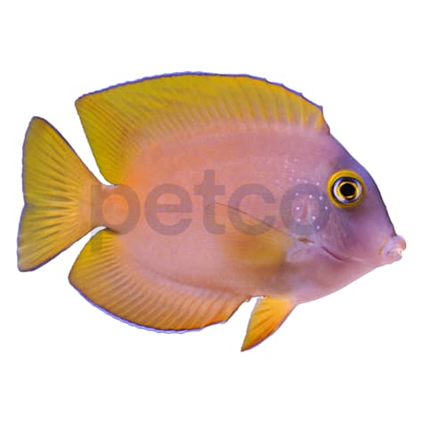 Yellow Gold-Ring Bristletooth Tang