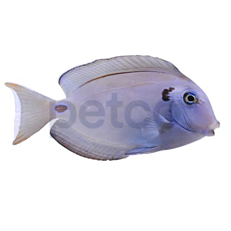 Lieutentant Tang