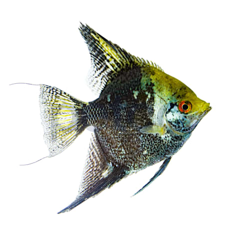 Leopard Angelfish