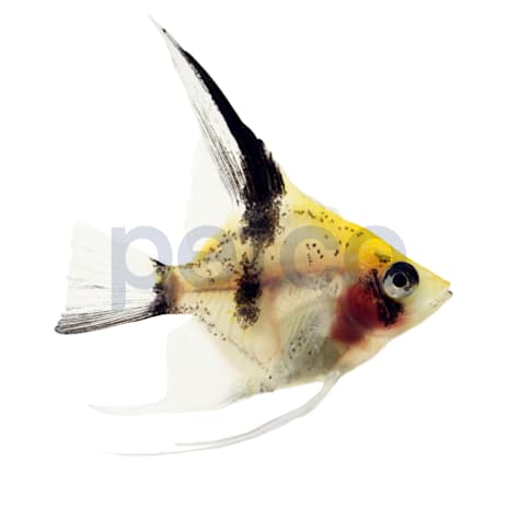 Juvenile Red Devil Angelfish