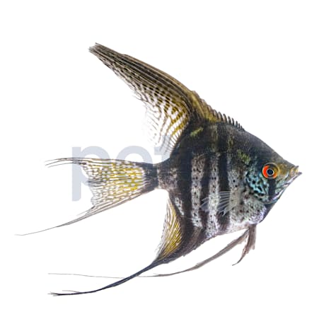 Zebra Lace Veil Angelfish
