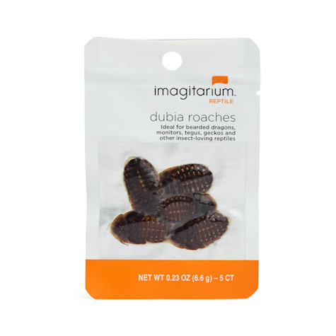 Imagitarium Dubia Cockroach