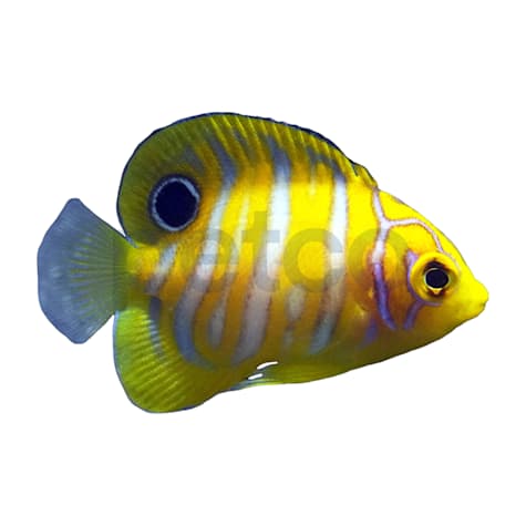 Aquacultured Juvenile Regal Angelfish