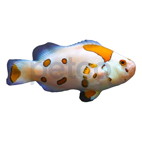 Aquacultured White Storm Ocellaris Clownfish