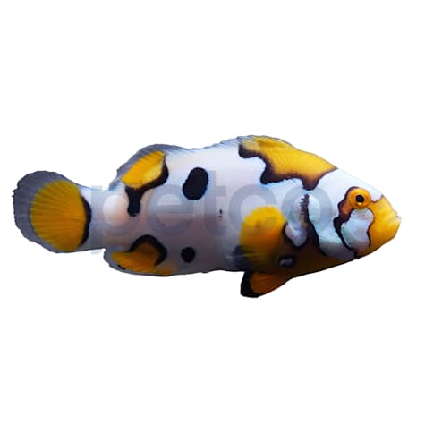 Aquacultured Helmet Picasso Percula Clownfish