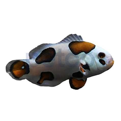 Aquacultured Tricolor Storm Ocellaris Clownfish