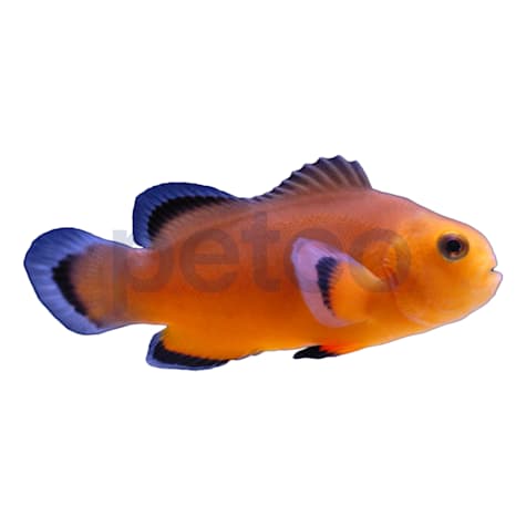 Aquacultured Naked Ocellaris Clownfish