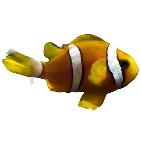 Aquacultured Juvenile Maldives Black Pearl Clarkii Clownfish