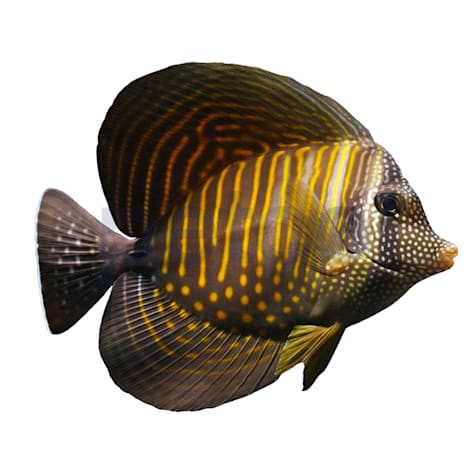 Desjardinii Sailfin Tang