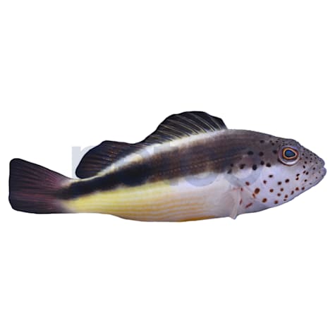 Freckle Faced Hawkfish