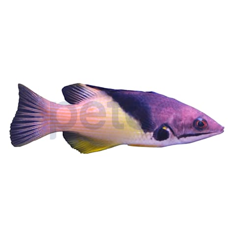Coral Hogfish