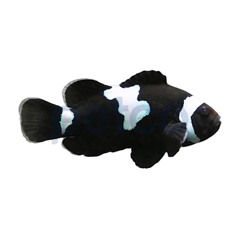 Aquacultured Midnight Lightning Ocellaris Clownfish
