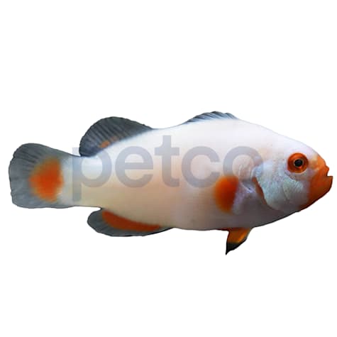Aquacultured Platinum Percula Clownfish
