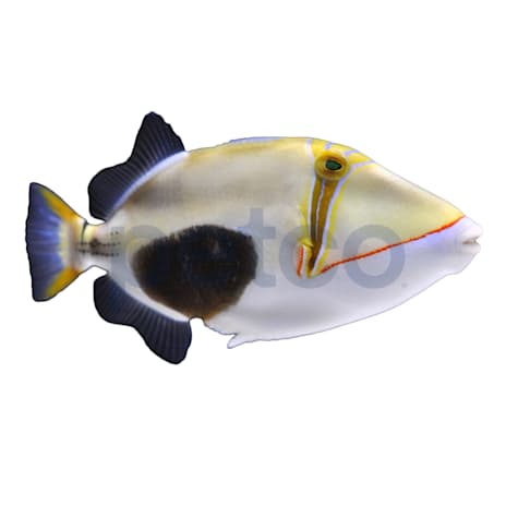 Bursa Triggerfish