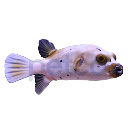Blackspotted Dogface Pufferfish