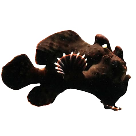Black Angler