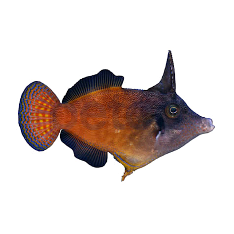Orange Body Filefish