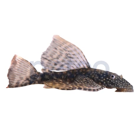 Sailfin Bushy Nose Pleco