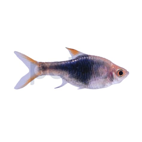 Black Harlequin Rasbora