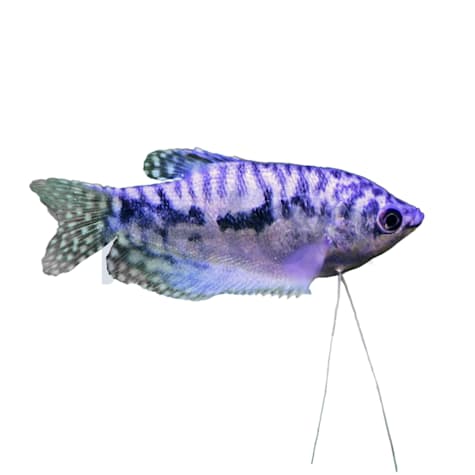 Opaline Gourami