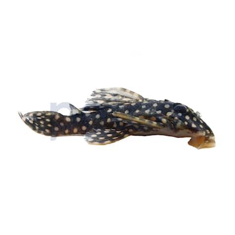 Starlight Bristlenose Pleco L-182