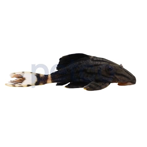 Royal Pleco L-191