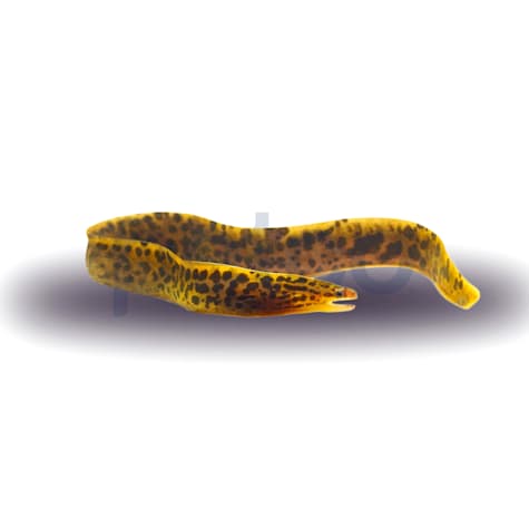 Tiger Moray Eel
