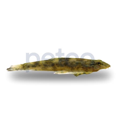 Gecko Loach