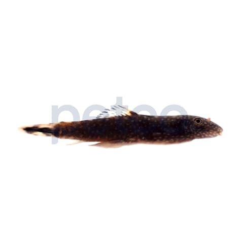 Borneo Sucker Loach