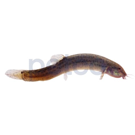 Dojo Loach