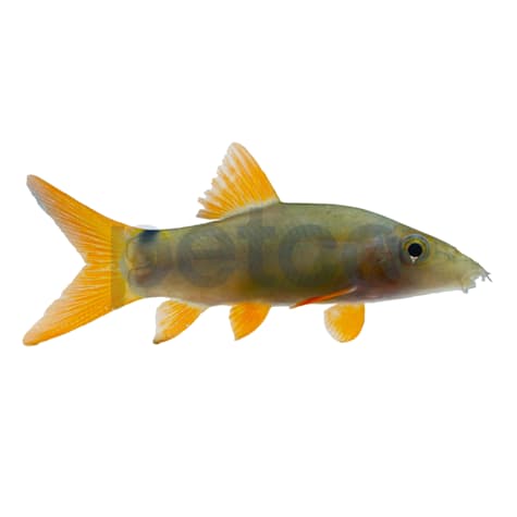 Redtail Loach