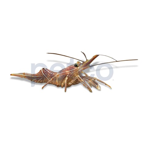 Camel Shrimp