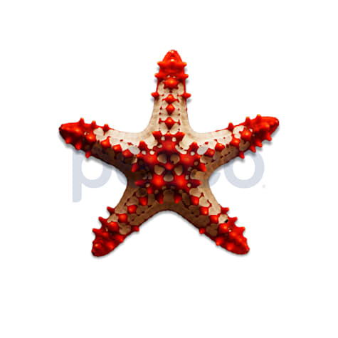 African Red Tip Star